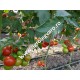 Seminte de tomate Alamina F1
