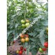 Seminte de tomate Alamina F1