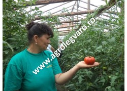 Seminte de tomate Alamina F1