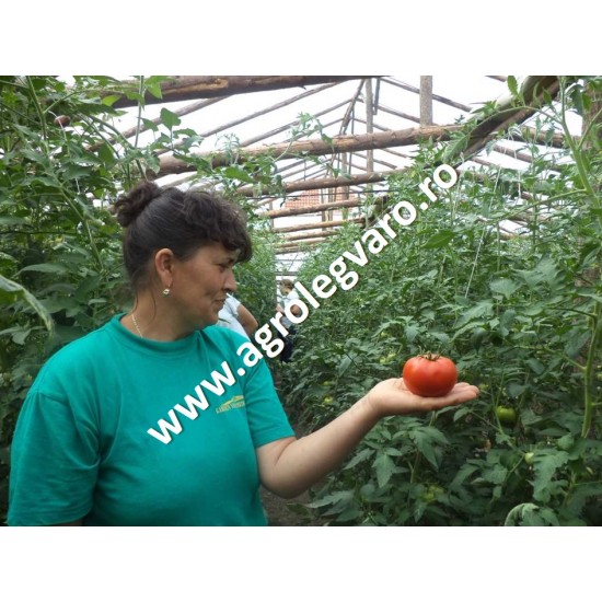 Seminte de tomate Alamina F1