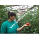 Seminte de tomate Alamina F1