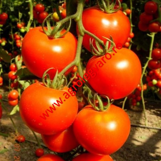Seminte de tomate Avangelina F1