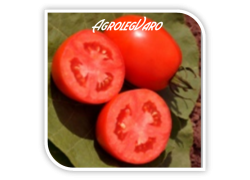 Seminte de tomate BAGIO F1