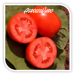 Seminte de tomate BAGIO F1