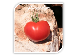 Seminte de tomate BALONA F1