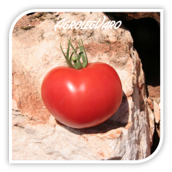 Seminte de tomate BALONA F1