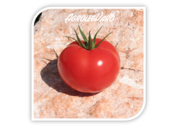 Seminte de tomate BALONA F1