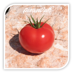 Seminte de tomate BALONA F1
