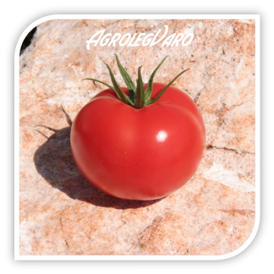 Seminte de tomate BALONA F1