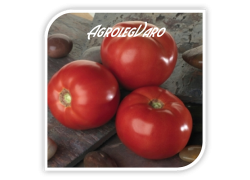 Seminte de tomate BELLA ROSA F1