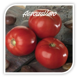 Seminte de tomate BELLA ROSA F1