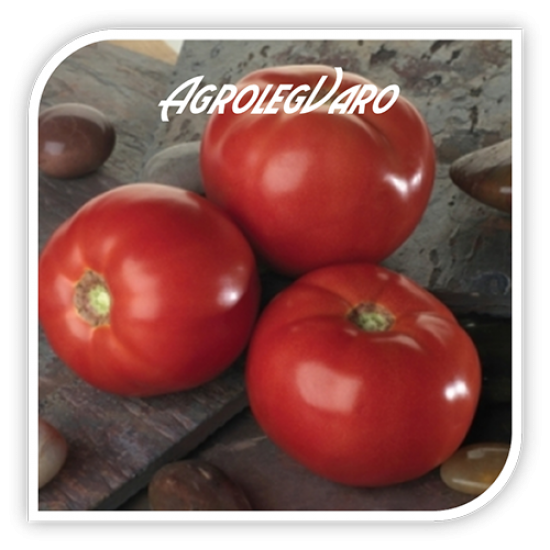 Seminte de tomate BELLA ROSA F1