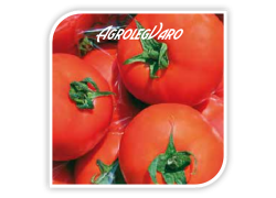 Seminte de tomate BELLADONA F1