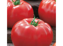 Seminte de tomate BIG BEEF F1