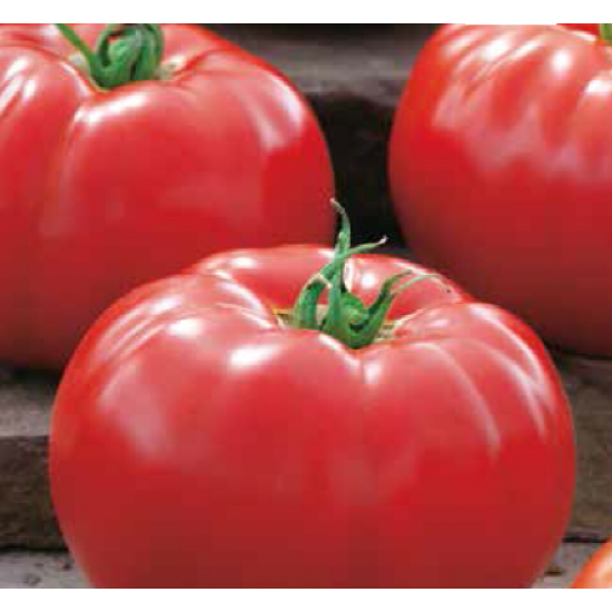 Seminte de tomate BIG BEEF F1