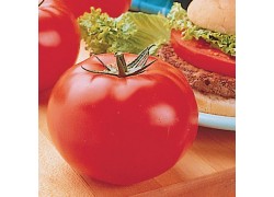 Seminte de tomate BIG BEEF F1
