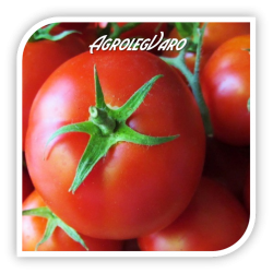 Seminte de tomate BOBCAT F1