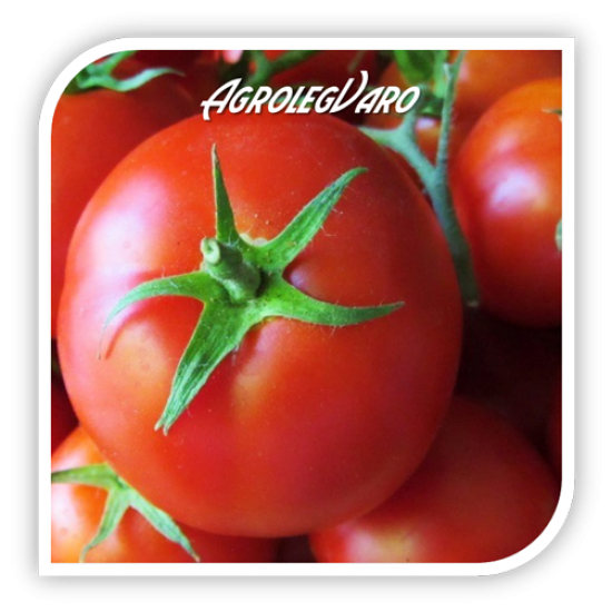 Seminte de tomate BOBCAT F1