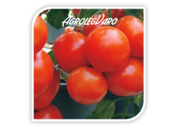 Seminte de tomate BRILLANTE F1