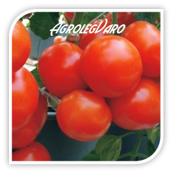 Seminte de tomate BRILLANTE F1
