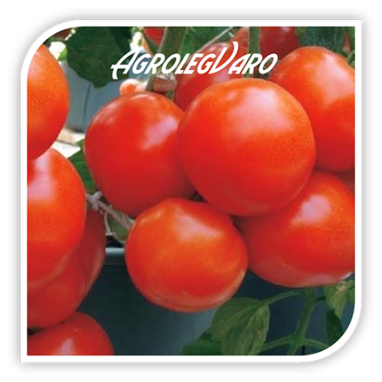 Seminte de tomate BRILLANTE F1