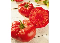 Seminte de tomate BUFFALOSTEAK F1