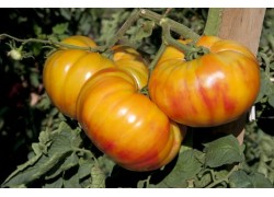Seminte de tomate BUFFALOSUN F1