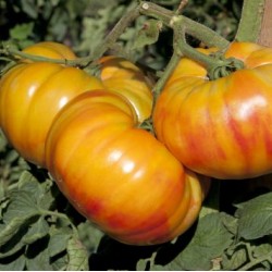 Seminte de tomate BUFFALOSUN F1