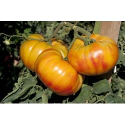 Seminte de tomate BUFFALOSUN F1