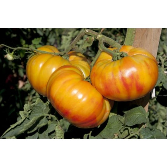 Seminte de tomate BUFFALOSUN F1