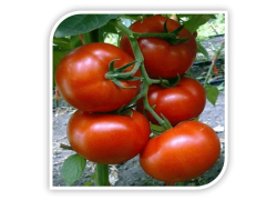 Seminte de tomate BURAN F1