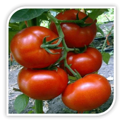 Seminte de tomate BURAN F1