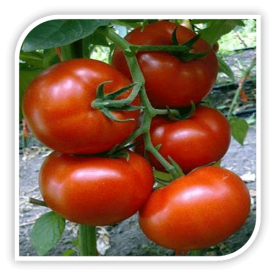 Seminte de tomate BURAN F1