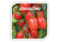 Seminte de tomate BYELSA F1