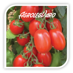 Seminte de tomate BYELSA F1