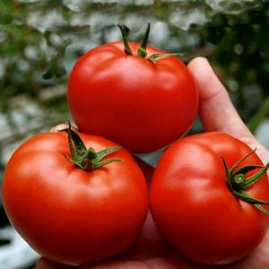 Seminte de tomate Big Beef F1 Florian