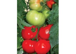 Seminte de tomate Bulgarski trapezen F1