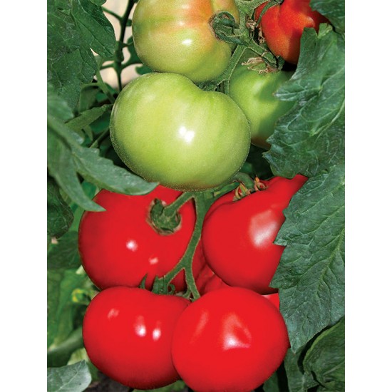 Seminte de tomate Bulgarski trapezen F1