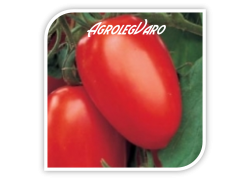 Seminte de tomate CHARANDA F1