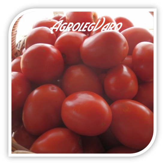 Seminte de tomate CHELSE F1