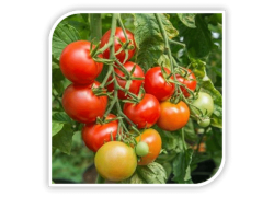 Seminte de tomate CICIU F1