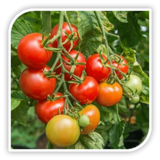 Seminte de tomate CICIU F1