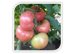 Seminte de tomate CLAROSA F1