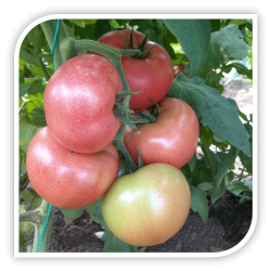 Seminte de tomate CLAROSA F1