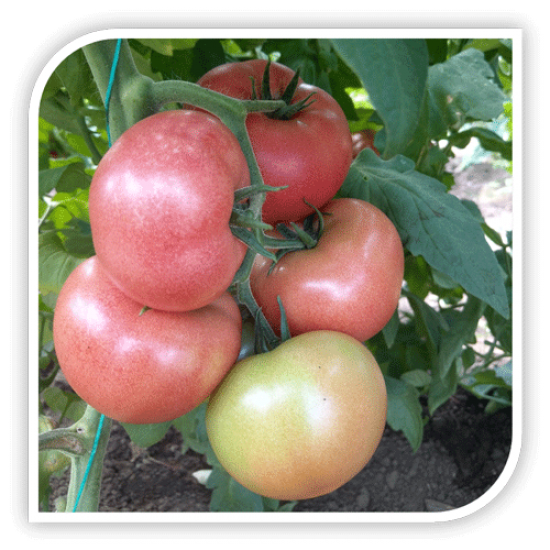 Seminte de tomate CLAROSA F1