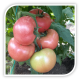 Seminte de tomate CLAROSA F1