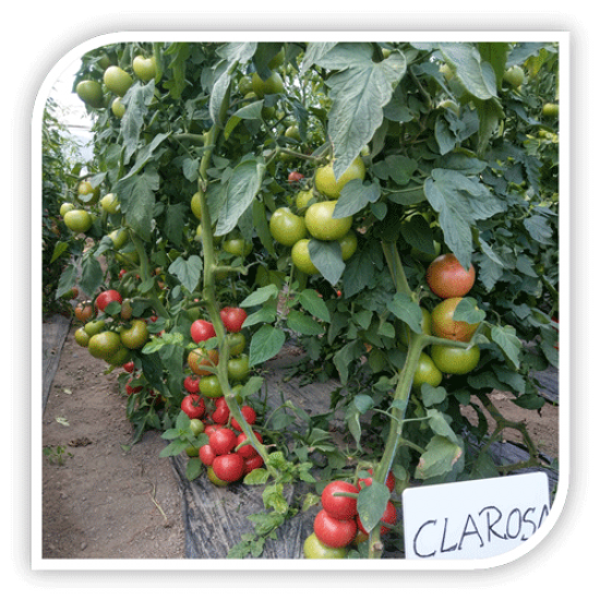 Seminte de tomate CLAROSA F1