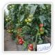 Seminte de tomate CLAROSA F1