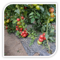 Seminte de tomate CLAROSA F1