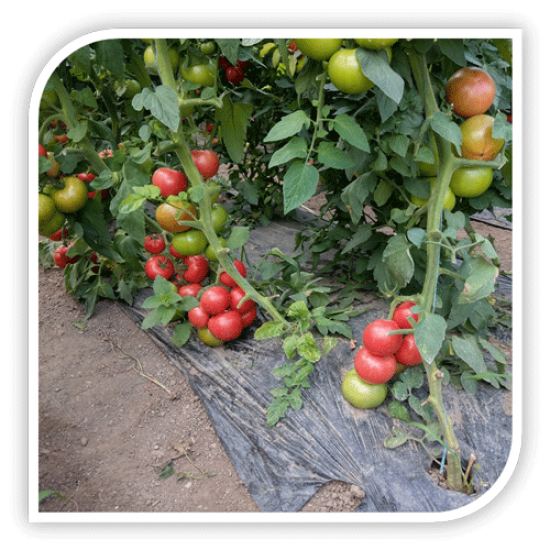 Seminte de tomate CLAROSA F1